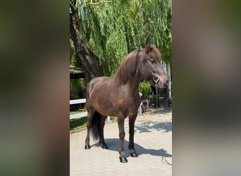 Icelandic Horse, Gelding, 7 years, 14 hh, Black