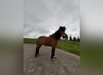 Icelandic Horse, Gelding, 7 years, 14 hh, Brown
