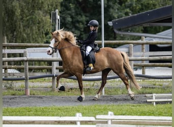 Icelandic Horse, Gelding, 7 years, 14 hh, Chestnut-Red