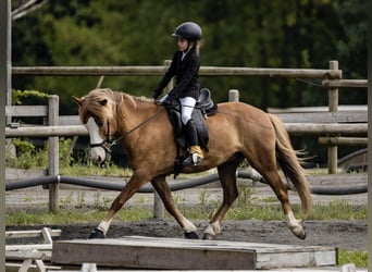 Icelandic Horse, Gelding, 7 years, 14 hh, Chestnut-Red