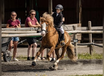 Icelandic Horse, Gelding, 7 years, 14 hh, Chestnut-Red