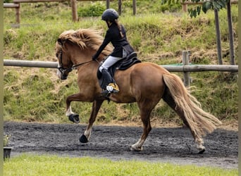 Icelandic Horse, Gelding, 7 years, 14 hh, Chestnut-Red
