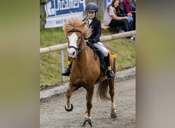 Icelandic Horse, Gelding, 7 years, 14 hh, Chestnut-Red