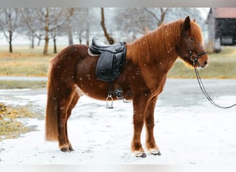 Icelandic Horse, Gelding, 7 years, 14 hh, Chestnut-Red