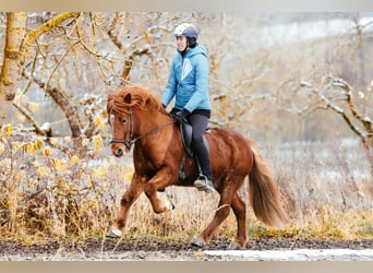 Icelandic Horse, Gelding, 7 years, 14 hh, Chestnut-Red