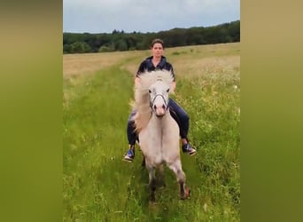 Icelandic Horse, Gelding, 7 years, 14 hh, Gray-Red-Tan