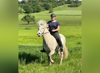 Icelandic Horse, Gelding, 7 years, 14 hh, Gray-Red-Tan