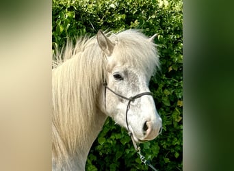 Icelandic Horse, Gelding, 7 years, 14 hh, Gray-Red-Tan