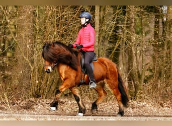 Icelandic Horse, Gelding, 7 years, 14,1 hh, Brown