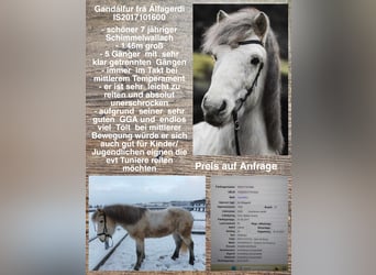 Icelandic Horse, Gelding, 7 years, Gray
