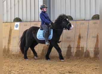 Icelandic Horse, Gelding, 8 years, 12,2 hh, Black