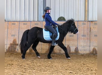 Icelandic Horse, Gelding, 8 years, 12,2 hh, Black