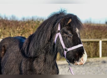 Icelandic Horse, Gelding, 8 years, 12,2 hh, Black