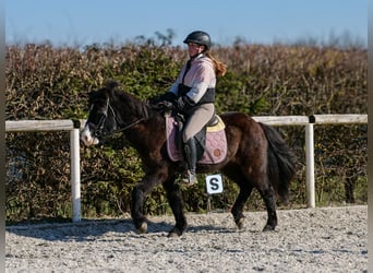 Icelandic Horse, Gelding, 8 years, 12,2 hh, Black