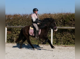 Icelandic Horse, Gelding, 8 years, 12.2 hh, Black