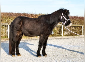 Icelandic Horse, Gelding, 8 years, 12.2 hh, Black