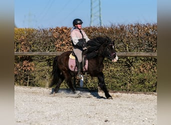 Icelandic Horse, Gelding, 8 years, 12.2 hh, Black