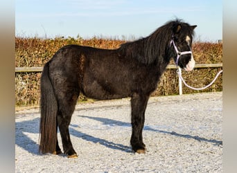 Icelandic Horse, Gelding, 8 years, 12.2 hh, Black