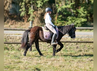 Icelandic Horse, Gelding, 8 years, 12.2 hh, Black