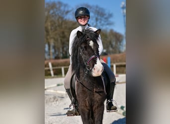 Icelandic Horse, Gelding, 8 years, 12.2 hh, Black