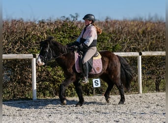 Icelandic Horse, Gelding, 8 years, 12.2 hh, Black