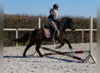 Icelandic Horse, Gelding, 8 years, 12.2 hh, Black