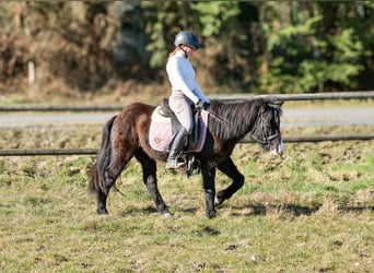 Icelandic Horse, Gelding, 8 years, 12.2 hh, Black