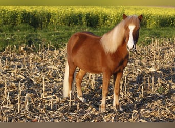 Icelandic Horse, Gelding, 8 years, 12.3 hh, Chestnut-Red