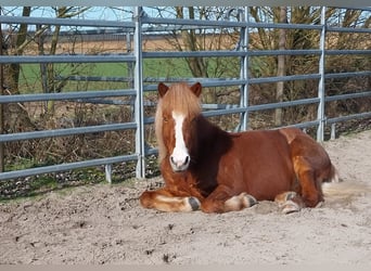 Icelandic Horse, Gelding, 8 years, 12,3 hh, Chestnut-Red