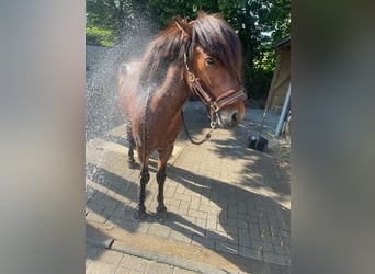 Icelandic Horse, Gelding, 8 years, 13.1 hh, Brown