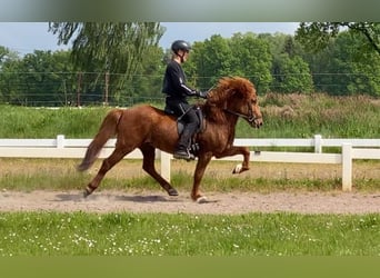 Icelandic Horse, Gelding, 8 years, 13.1 hh, Chestnut-Red