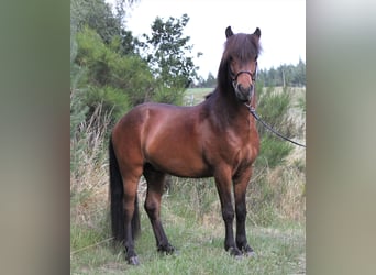 Icelandic Horse, Gelding, 8 years, 13.2 hh, Brown