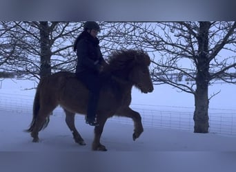 Icelandic Horse, Gelding, 8 years, 13.2 hh, Chestnut-Red