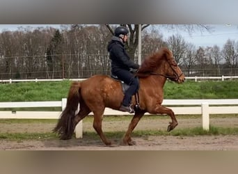 Icelandic Horse, Gelding, 8 years, 13.2 hh, Chestnut-Red
