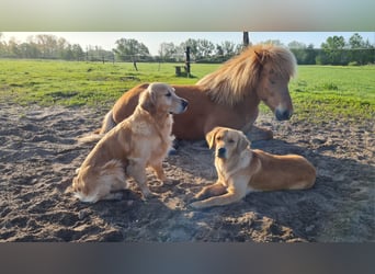 Icelandic Horse, Gelding, 8 years, 13,2 hh, Chestnut-Red