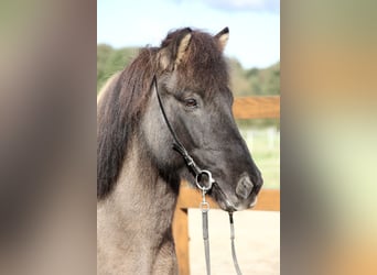 Islandpferd, Wallach, 8 Jahre, 13,2 hh, Falbe