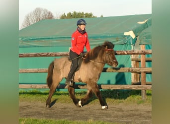 Icelandic Horse, Gelding, 8 years, 13.2 hh, Dun