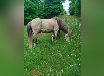 Icelandic Horse, Gelding, 8 years, 13.2 hh, Gray-Dapple