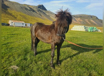 Icelandic Horse, Gelding, 8 years, 13.3 hh, Black