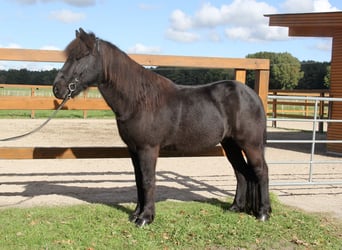 Islandpferd, Wallach, 8 Jahre, 13,3 hh, Rappe