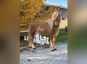Icelandic Horse, Gelding, 8 years, 13.3 hh, Chestnut-Red