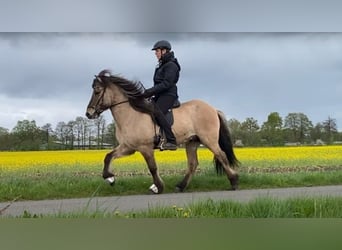 Icelandic Horse, Gelding, 8 years, 13.3 hh, Dun