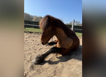 Icelandic Horse, Gelding, 8 years, 13,1 hh, Brown