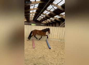 Icelandic Horse, Gelding, 8 years, 13,1 hh, Brown