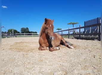 Icelandic Horse Mix, Gelding, 8 years, 13,1 hh, Chestnut-Red