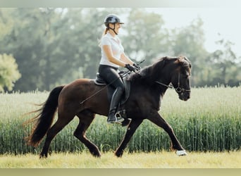 Icelandic Horse, Gelding, 8 years, 13,2 hh, Black