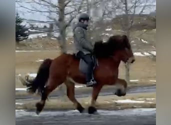 Icelandic Horse, Gelding, 8 years, 13,2 hh, Brown