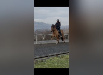 Icelandic Horse, Gelding, 8 years, 13,2 hh, Dun