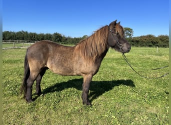 Icelandic Horse, Gelding, 8 years, 13,3 hh, Black
