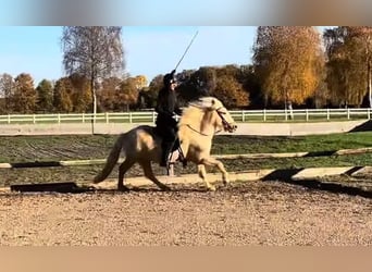 Icelandic Horse, Gelding, 8 years, 13,3 hh